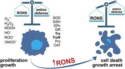 The Role of the Thioredoxin Detoxification System in Cancer Progression and Resistance